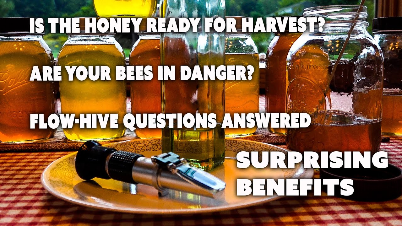First Flow Hive Extraction Cycle How to remove honey without filtering frame by frame