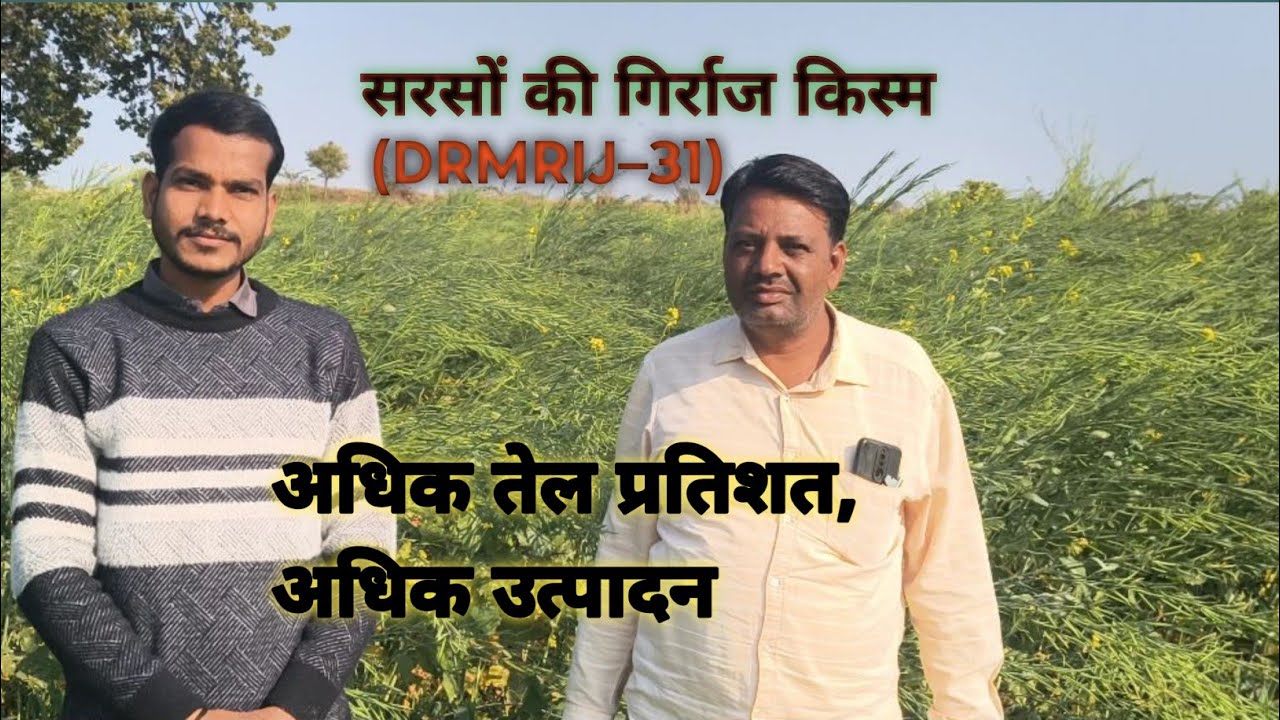 सरसों की गिर्राज किस्म (DRMRIJ –31) की सम्पूर्ण जानकारी! तेल प्रतिशत, उत्पादन और परिपक्वता।👇🙏