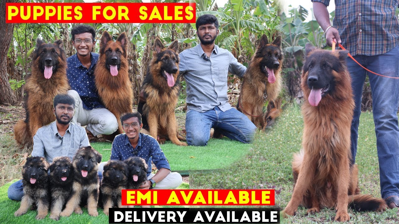 Cheapest Dog Kennel | Puppy Sales | Dogs For Sale | German Shepherd Kennel | Dogs For Low Price