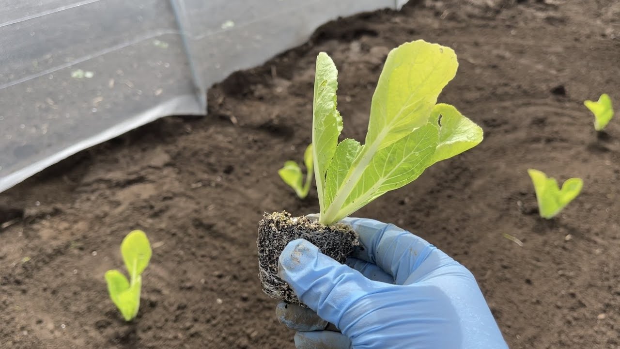 僕が高畝をオススメしない理由・簡単にできる白菜の畝作り