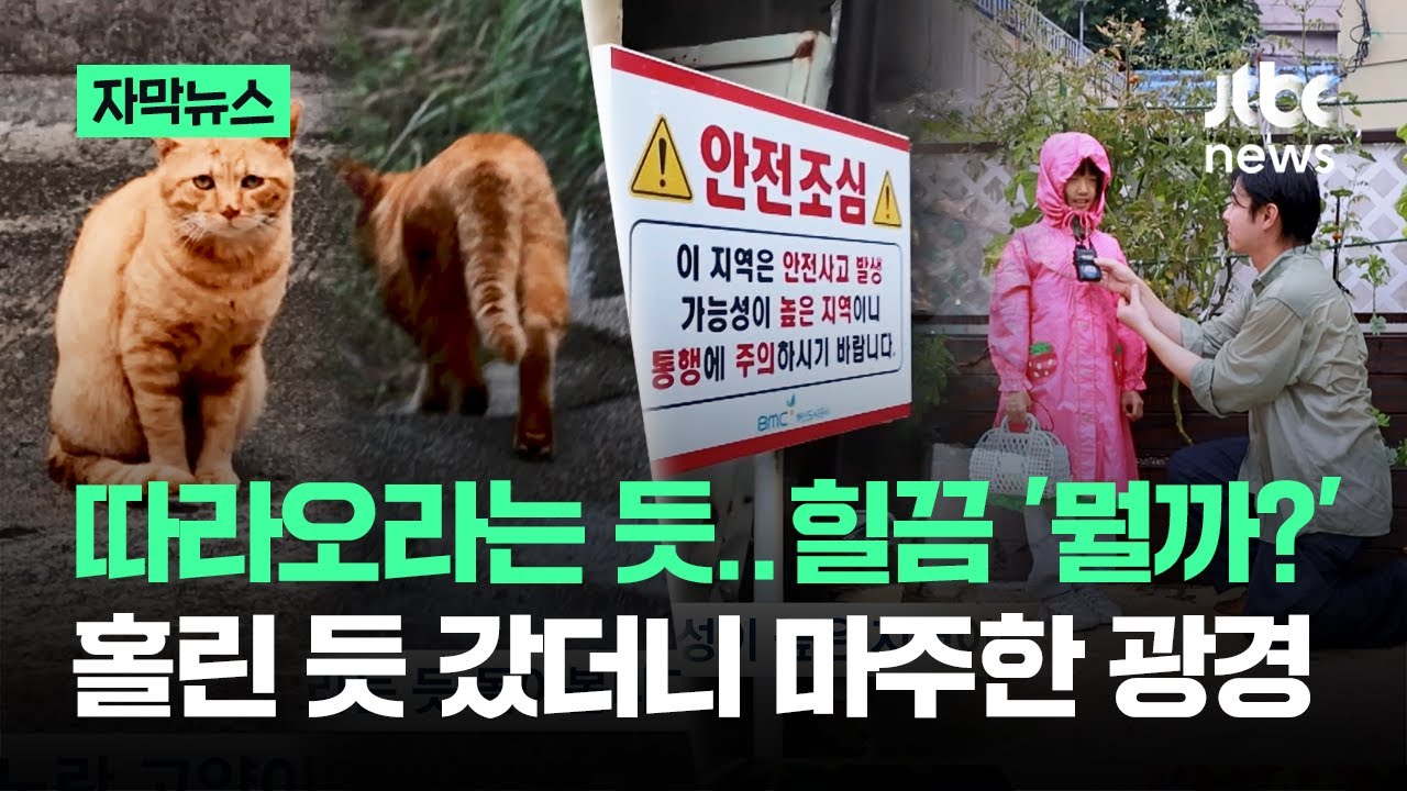 [자막뉴스] 따라오라는 듯..힐끔 '뭘까?' 홀린 듯 갔더니 마주한 광경 / JTBC News
