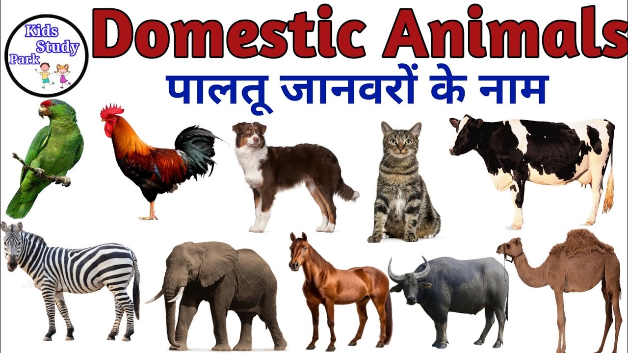 Animals Name | Domestic Animal name | Pet Animals Name with pictures| पालतू जानवर के नाम