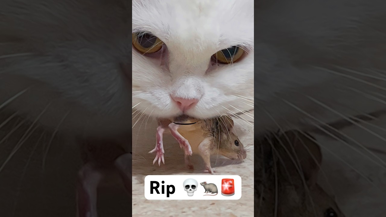 Coco you killed (R.I.P )😭🚨 