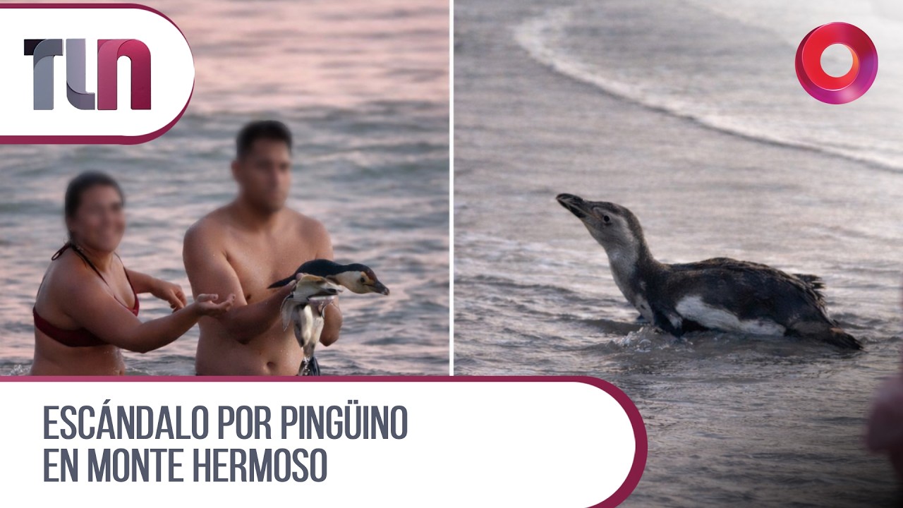 #Telenueve | Escándalo por pingüino en Monte Hermoso