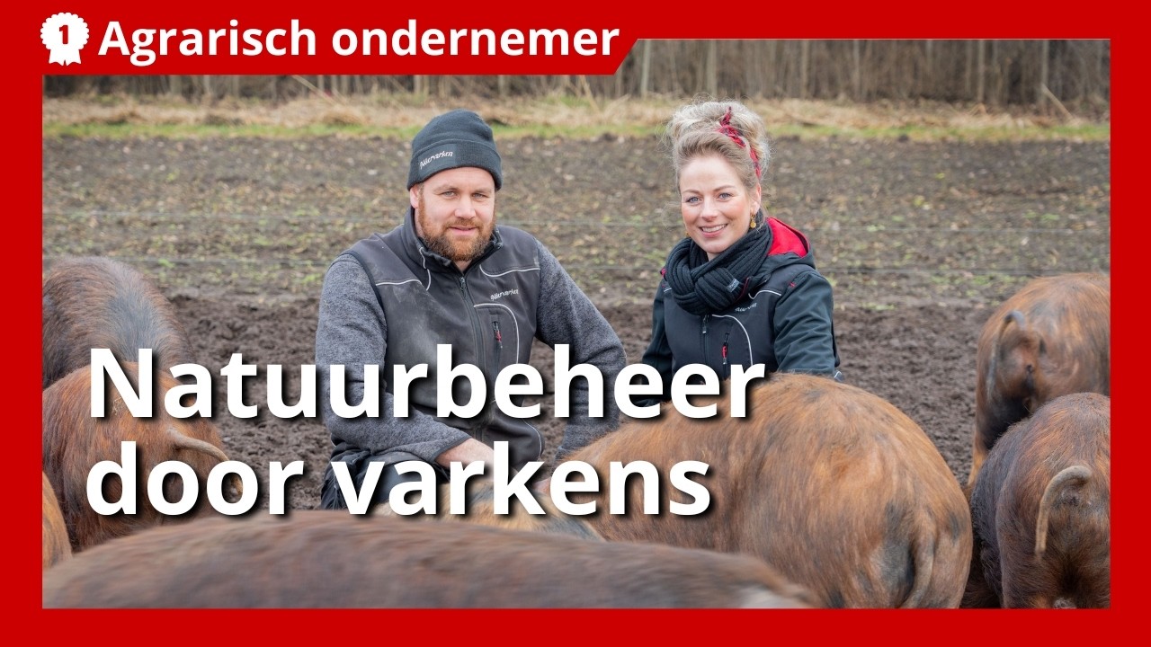 Varkens inzetten als natuurlijke landbouwmachine tegen onkruiden