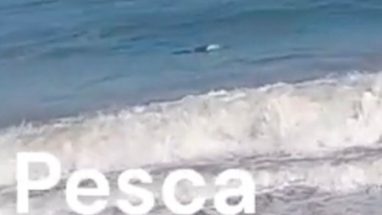 Corvina en Reñaca Final Inesperado