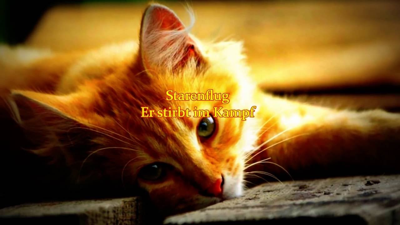 Warrior Cats Tode in der sechsten Staffel