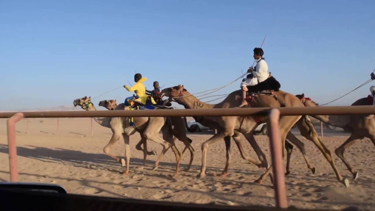 ميدان البدع شوط  شداد مسافة 6كيلو 1438/1/14تبرعة مقدمة من السيد/محمدعطية الراجودي