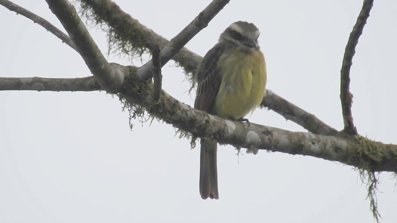 Rusty-margined Flycatcher