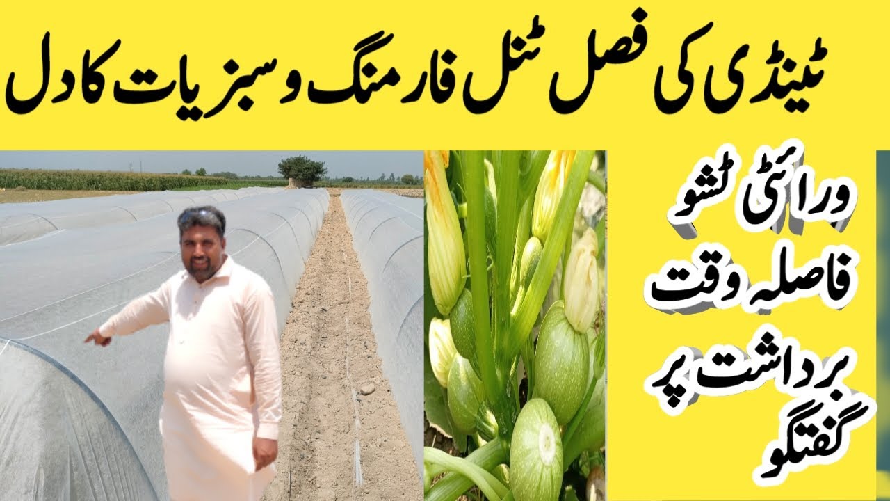 Tissu me tindi ki kasht | ٹینڈی کم خرچ غریب پرور سبزی | ATFT