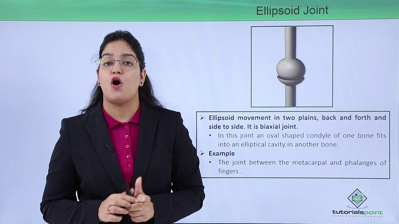 Class10th &ndash; Ellipsoid joint | Locomotion and Movement (Hindi) | Tutorials Point
