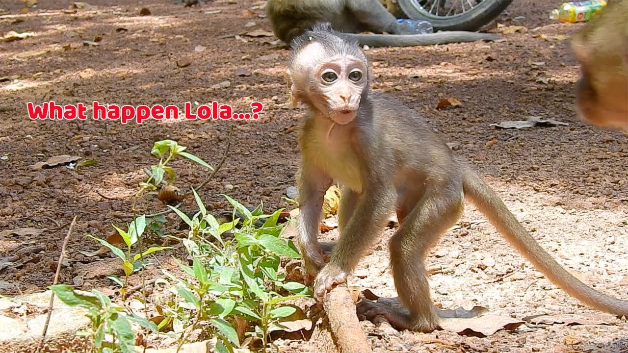 What happens baby Lola stand cry lonely like this? Why Baby Lola always run out from mom alone?