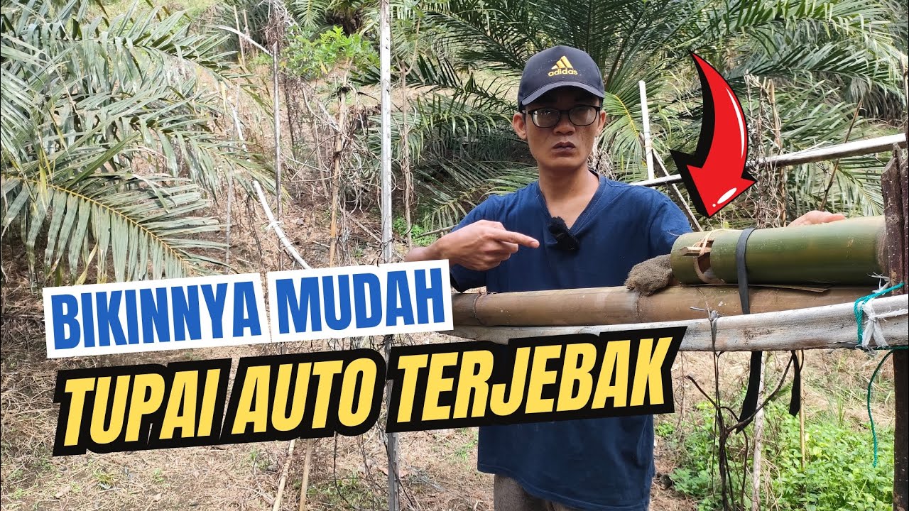 Cara Membuat Perangkap Tupai Sederhana dari Bambu