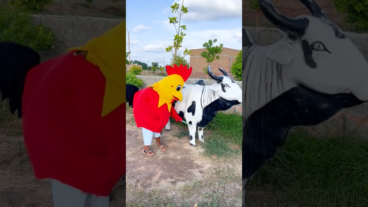 dobry 👍 filmik kogut 🐔😁