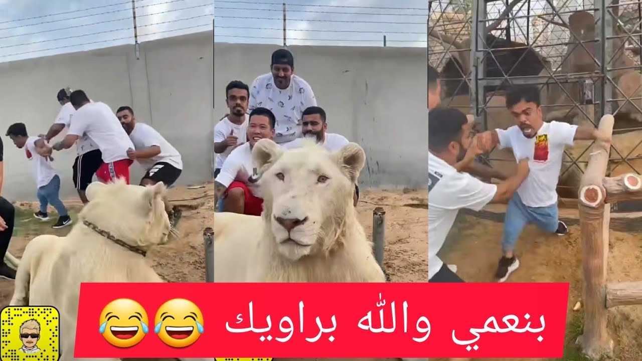 بنعمي و الاسد علاوي و القرد بوشنب و الدب 😂😂 لا يفوتكم الضحك