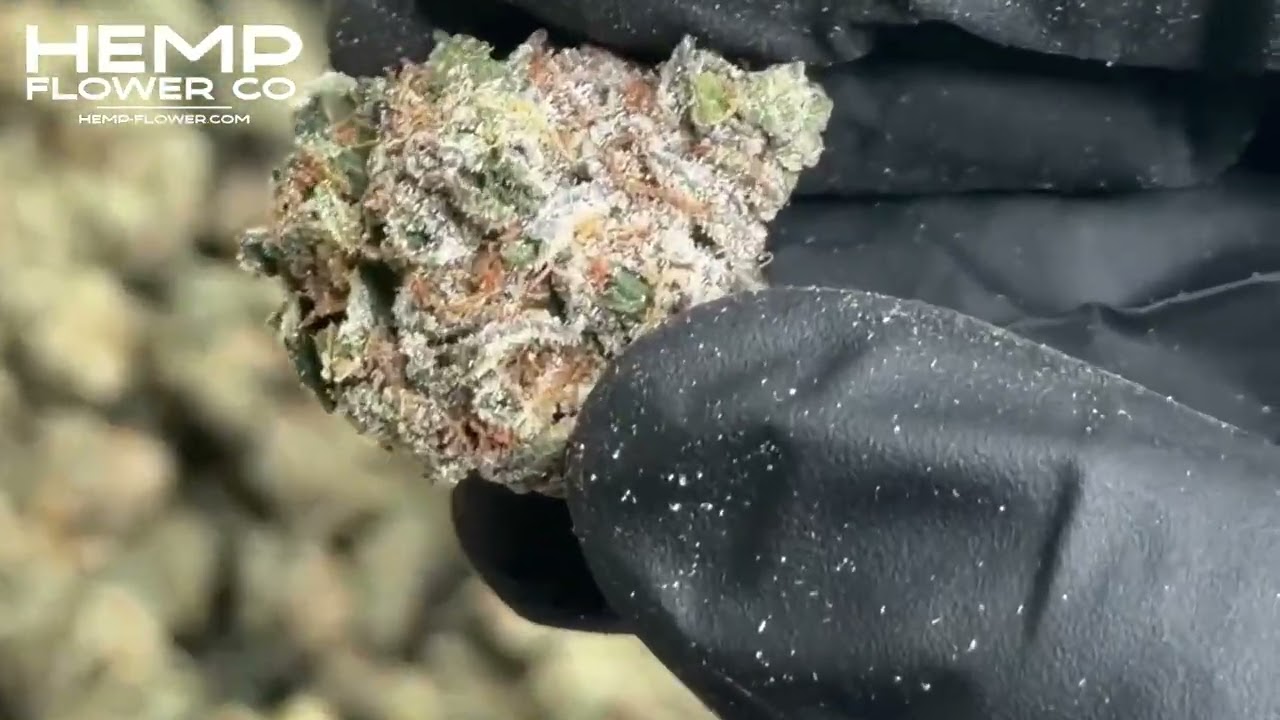 Dat Flavor Indoor THCa Flower by Hemp-Flower Co.