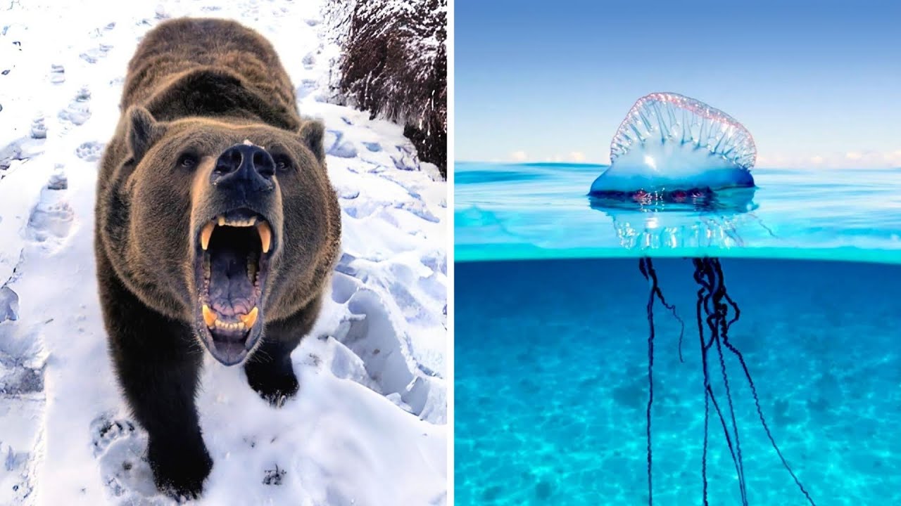 10 Most DANGEROUS Animals in Europe!