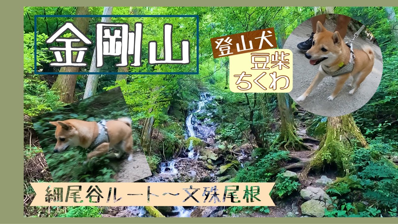 【犬連れ登山】夏の金剛山　細尾谷ルート～文殊尾根（大阪・奈良）ドッグカフェで〆