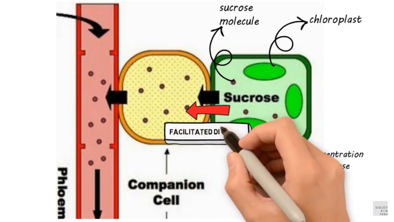 Mass Transport in Plants-Translocation in Phloem | A Level Biology AQA with exam style question