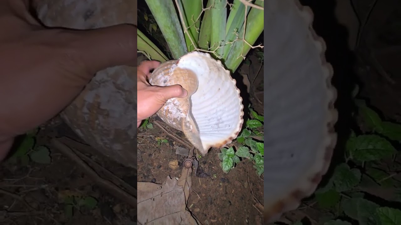 Ada yang aneh dalam cangkang keong ini #shortvideo