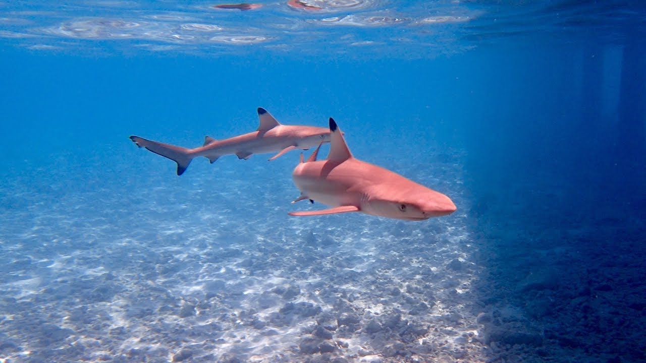 Outrigger Konotta Maldives Housereef Snorkeling September 2016