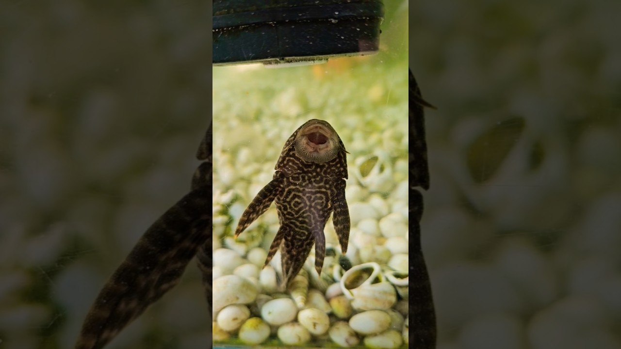 rare fish aquarium #fish #trending #aquarium #beautiful ##shorts #water