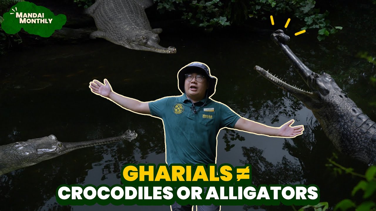 Gharials are related to crocodiles and alligators but they are not the same!