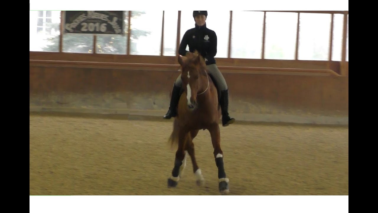 Dressage with a neckrope | Dressur mit Halsring