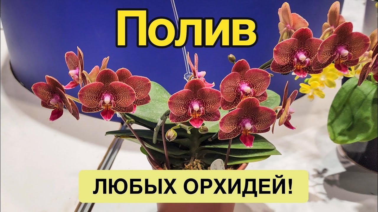 Правила полива орхидей | Часть первая
