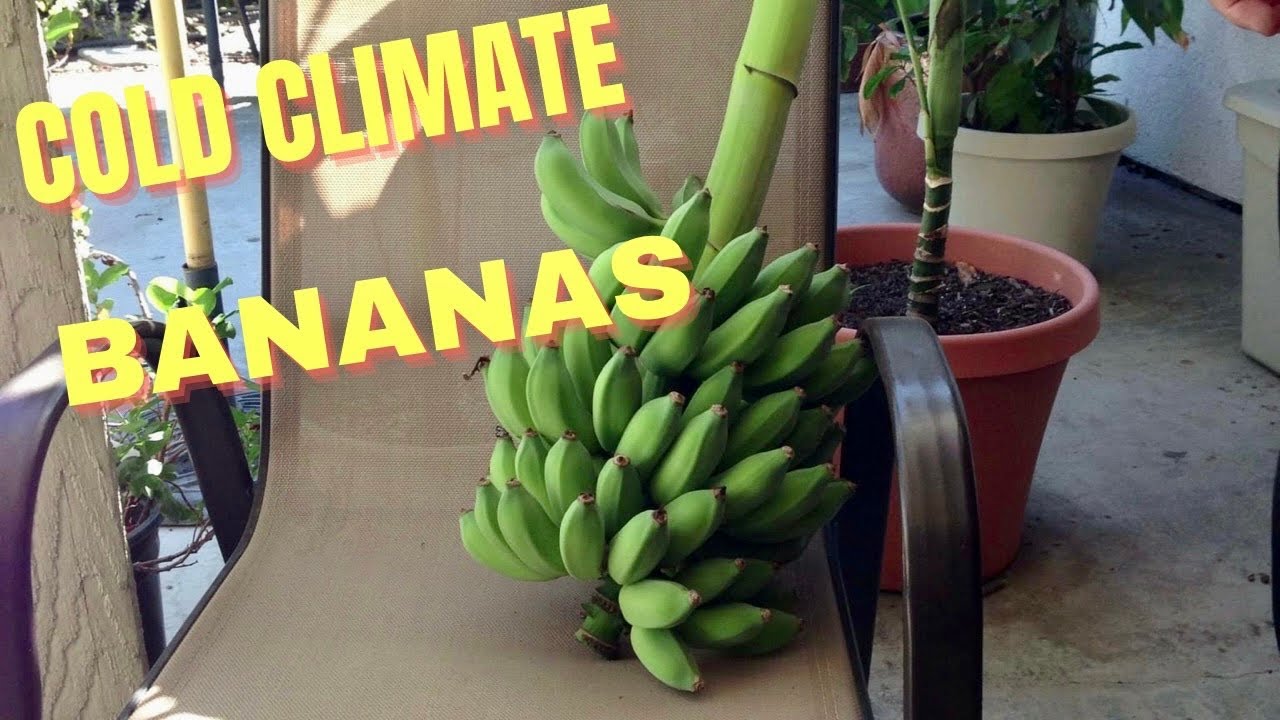 GROWING COLD CLIMATE BANANAS | WINTER UPDATE