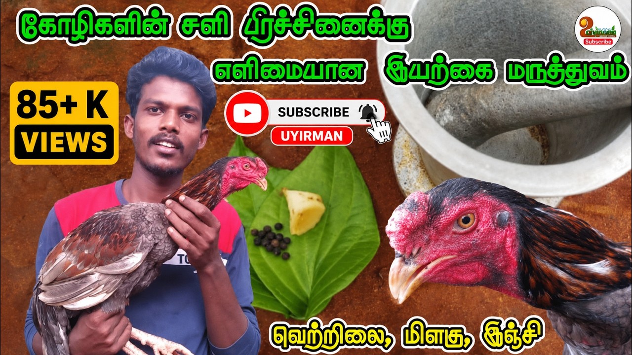 கோழிகளின் சளி பிரச்சினைக்கு இயற்கை மருத்துவம்/ உடனடி தீர்வு/ உயிர்மண்/ தமிழ்