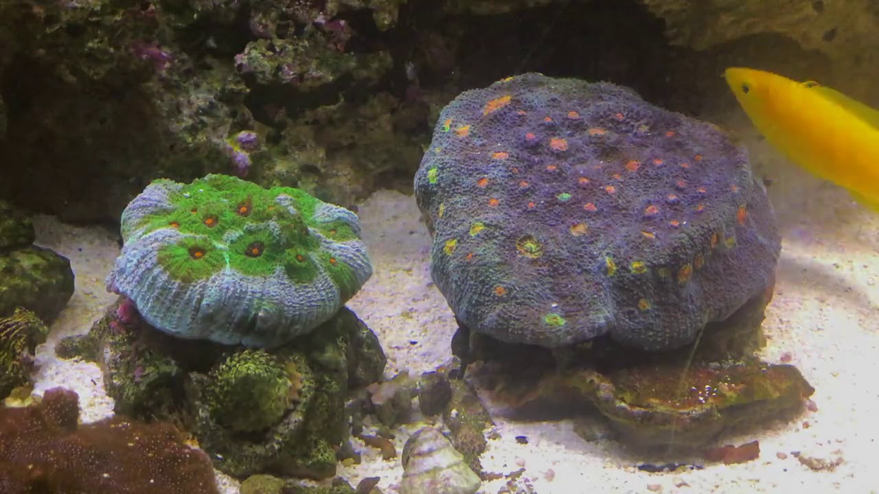 4k Reef Experience (no talking, just music)
