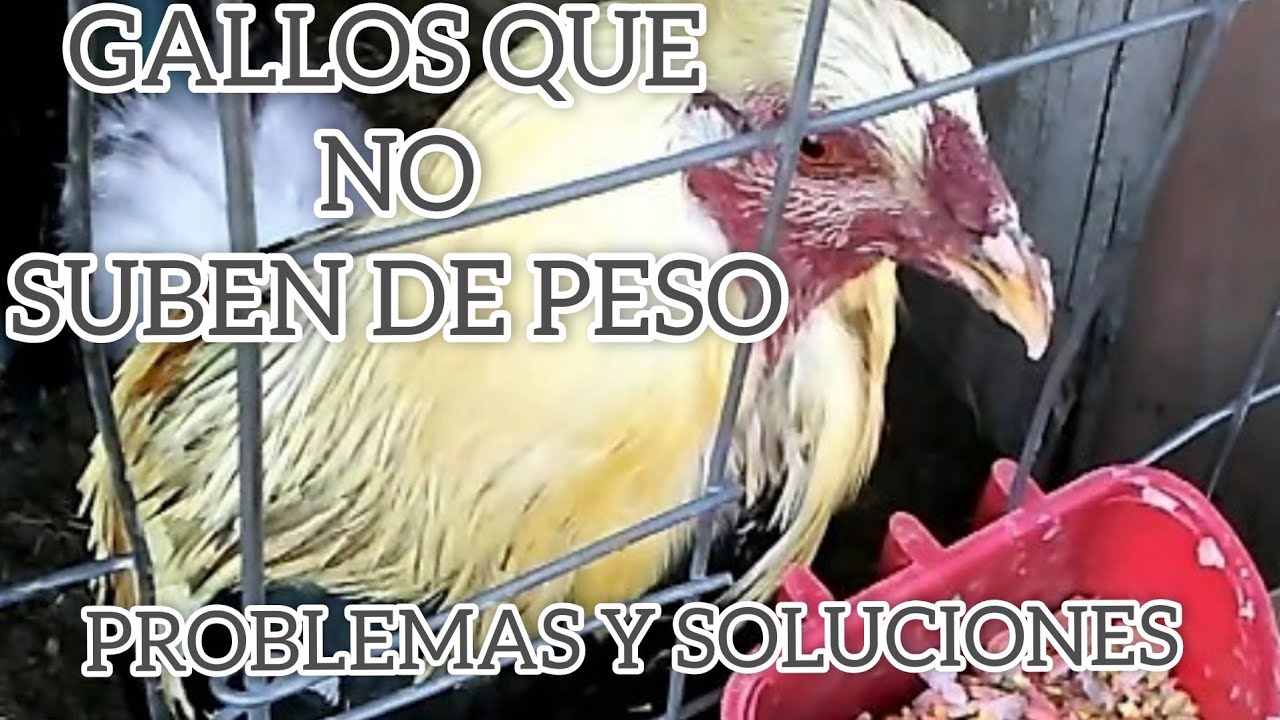 DE ESTA FORMA TU GALLO SUBIRA DE PESO 100%