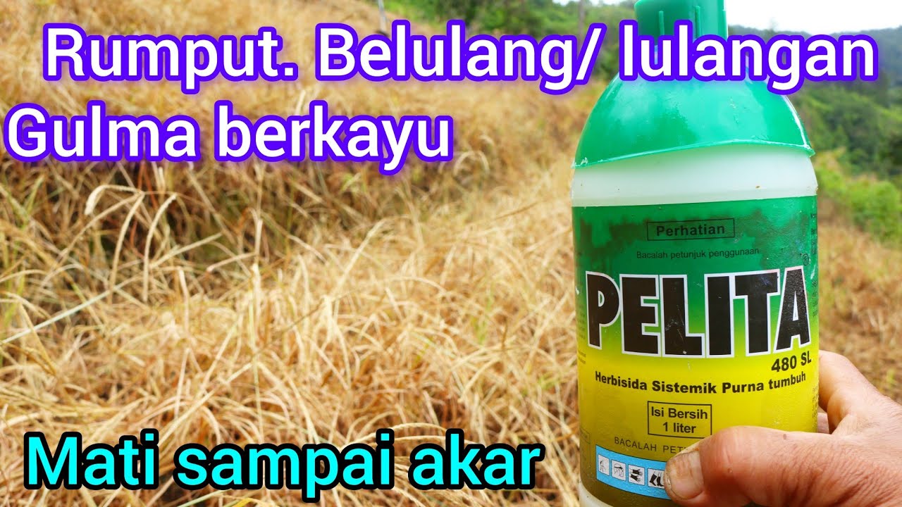 Herbisida terbaik pembasmi rumput lulangan dan gulma berkayu...langsung mati sampai ke akar