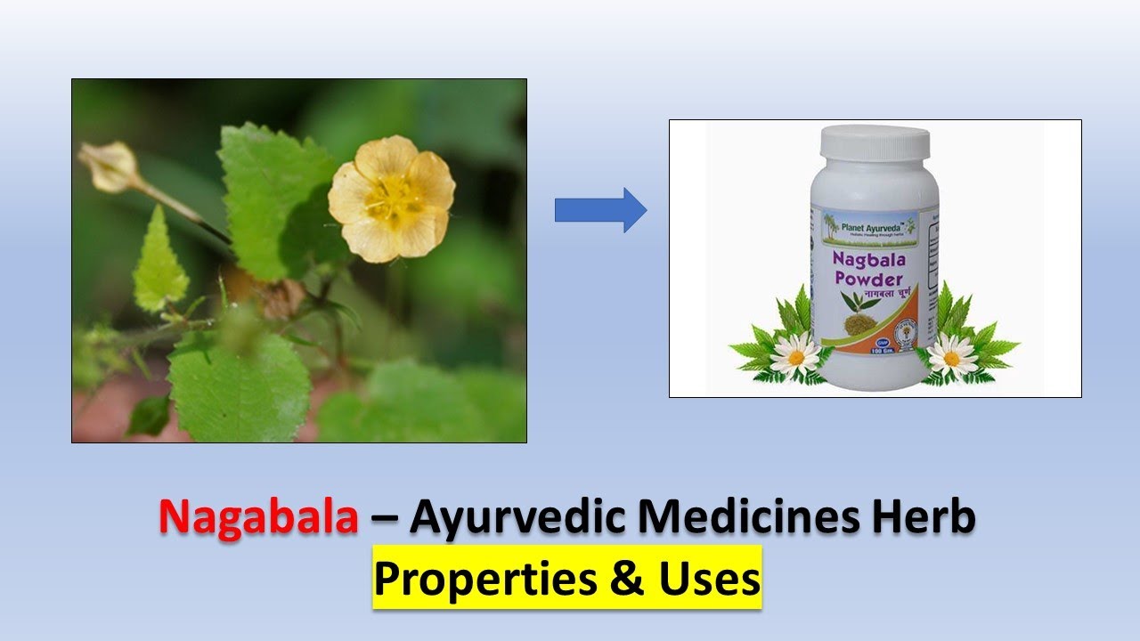 Experts REVEAL The Best Ayurvedic Herb For Tonic Is Grewia Hirstuta