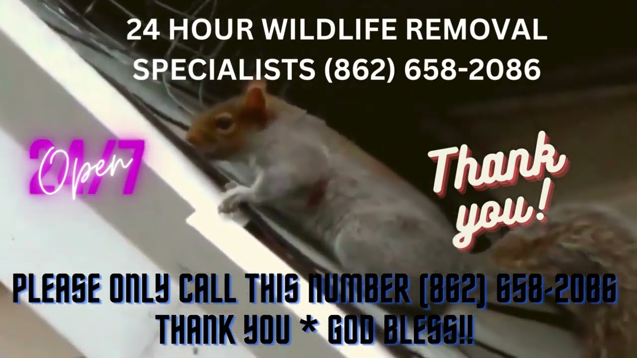 24-hour Wildlife Removal Near Me Monmouth County Nj - Your Pest Control In Monmouth County Nj?