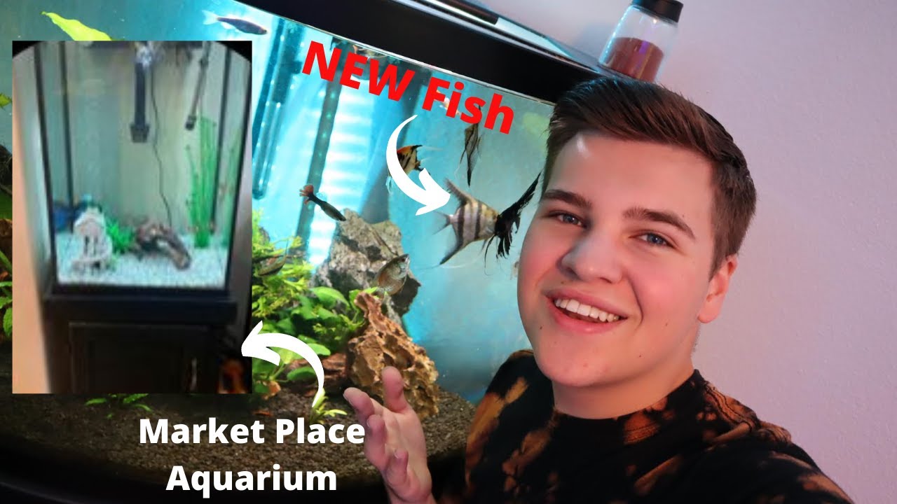 *RESCUING FISH* From Facebook Marketplace