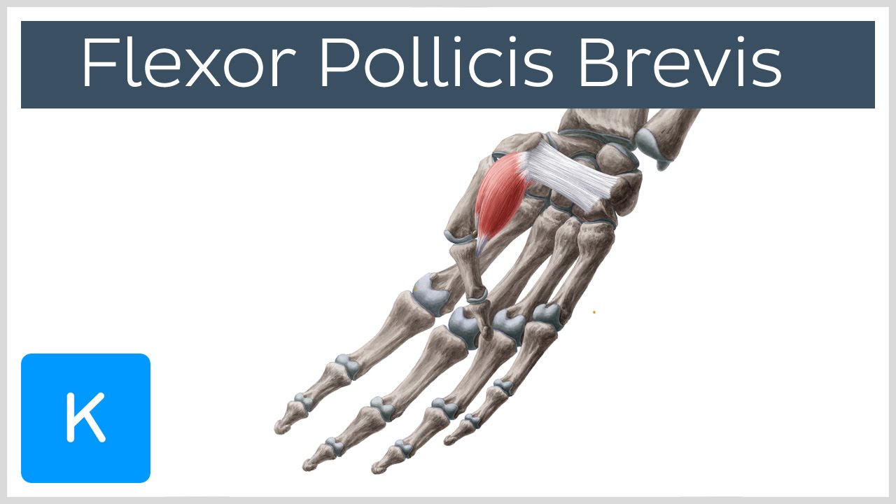 Flexor Pollicis Brevis Muscle - Origins & Function - Human Anatomy | Kenhub