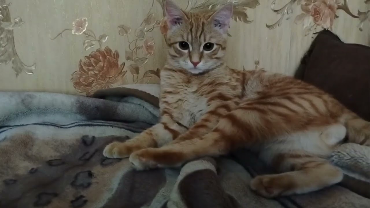 #Васька умывается 😊