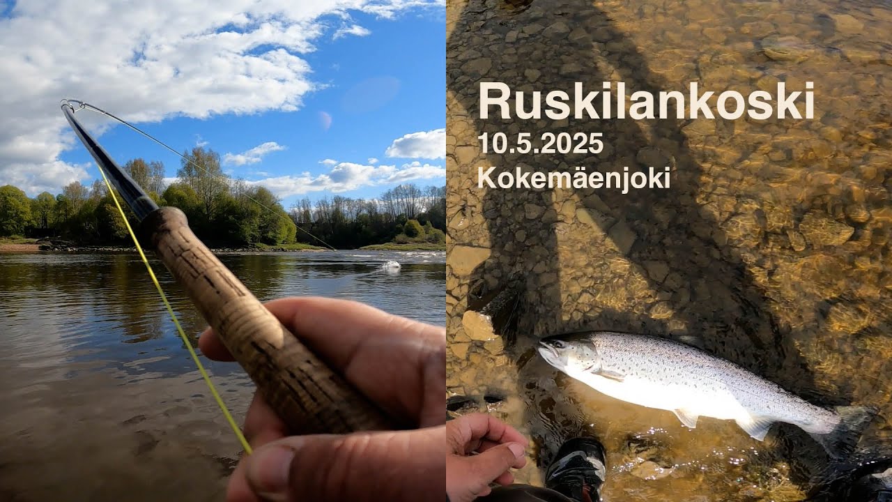 Nakkilan Kosket - Ruskilankoski, kev&auml;t 2025 - Perholla meritaimen Kokem&auml;enjoelta.
