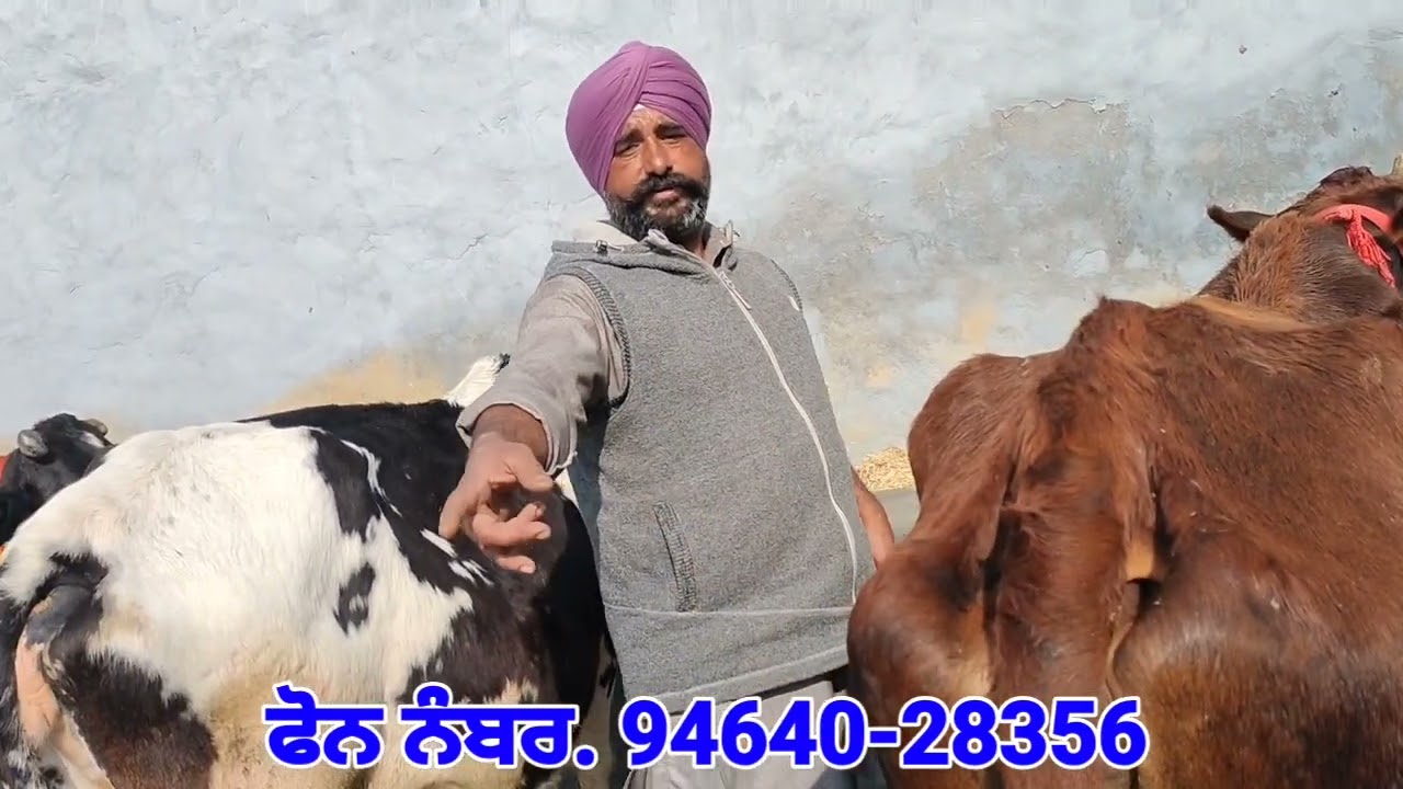 ਸਸਤੇ ਮੁੱਲ💥💥 ਬਾਈ ਦੇ ਸਾਰੇ ਪਸ਼ੂ ਹੀ ਵਿਕਾਊ❤️❤️All Animals For Sale 