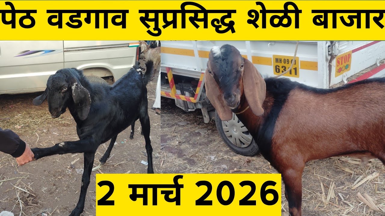पेठ वडगाव सुप्रसिद्ध शेळी बाजार 2 मार्च 2026 