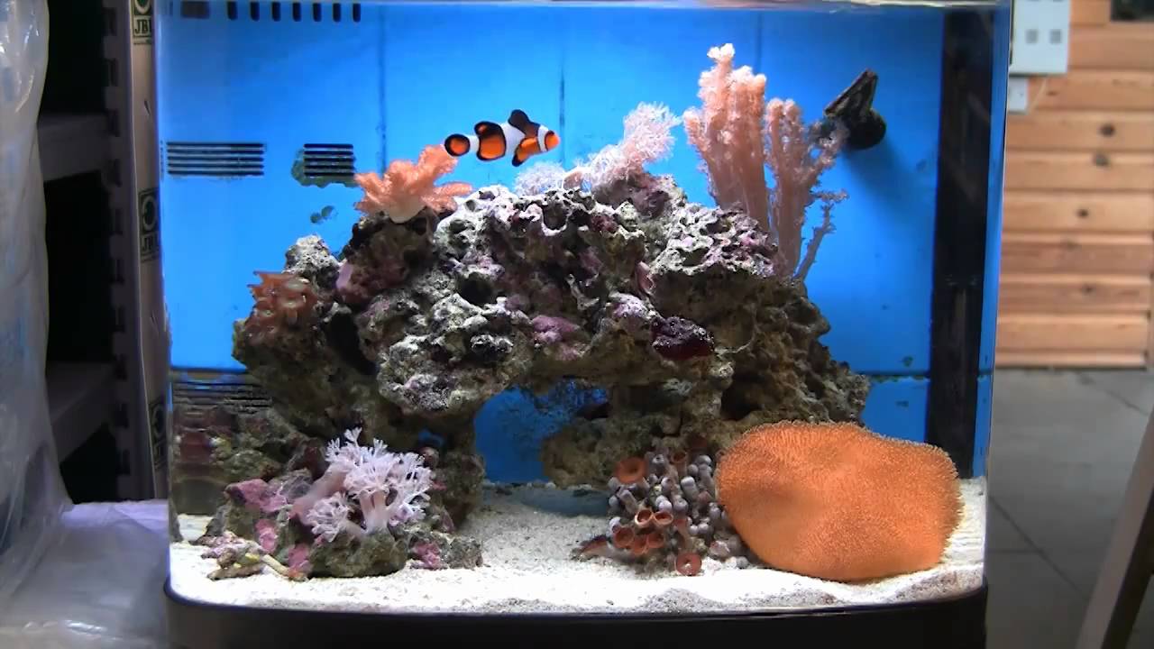 Keeping Marine Fish Successfully