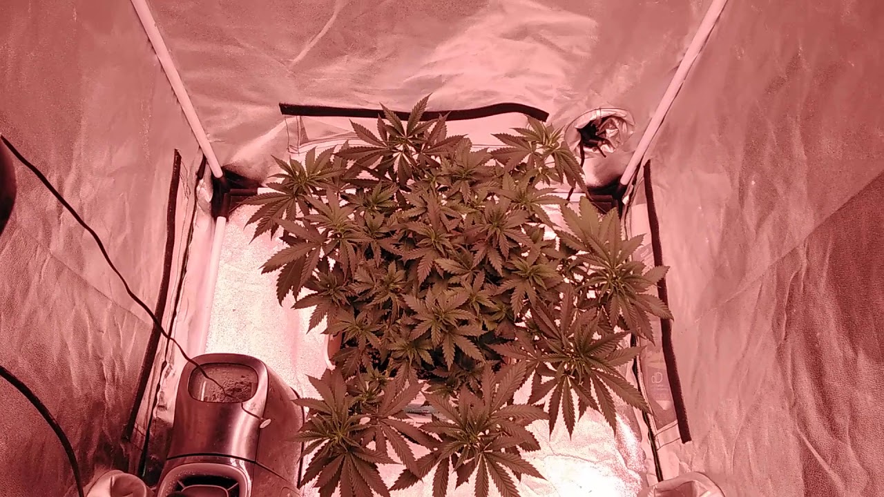 18+ E.S 180 v2 trinity kush 2.5x2.5 tent grow