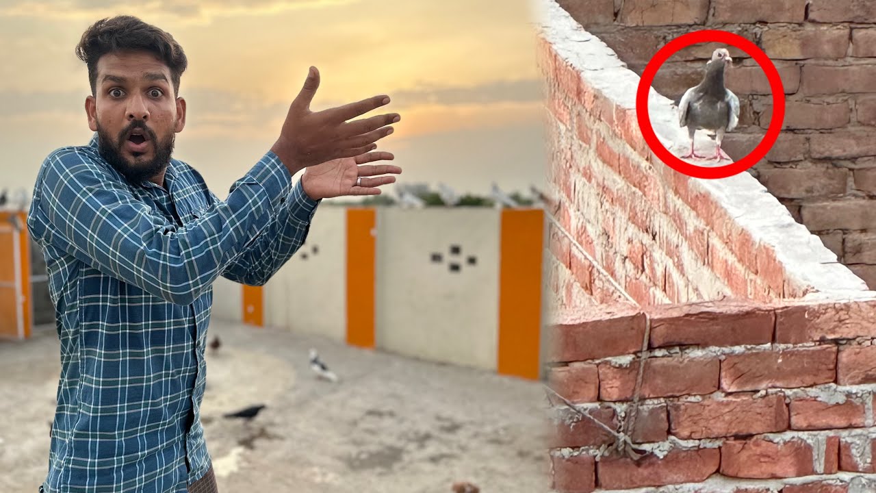 Aaj kisi ka 2 din sa Rulta hua racer kabutar utar liya 😱😳