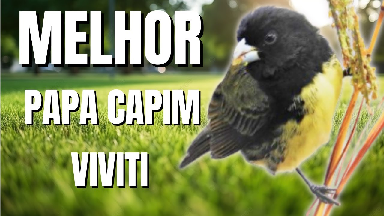 PAPA CAPIM VIVITI E PIADO DE FEMEA DE PAPA CAPIM PARA ESQUENTAR PAPACAPIM