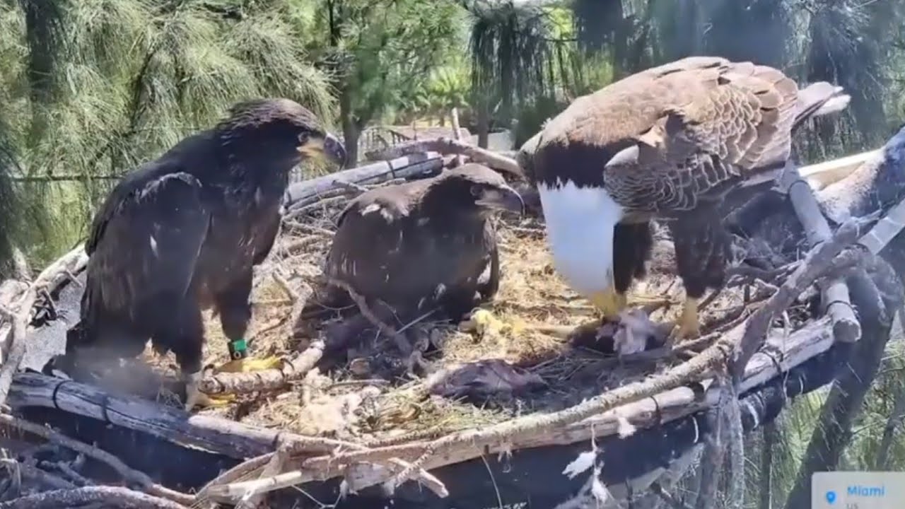 Fish in lunch for two cute eaglets | Dade County Eagle |  Feb 20, 26