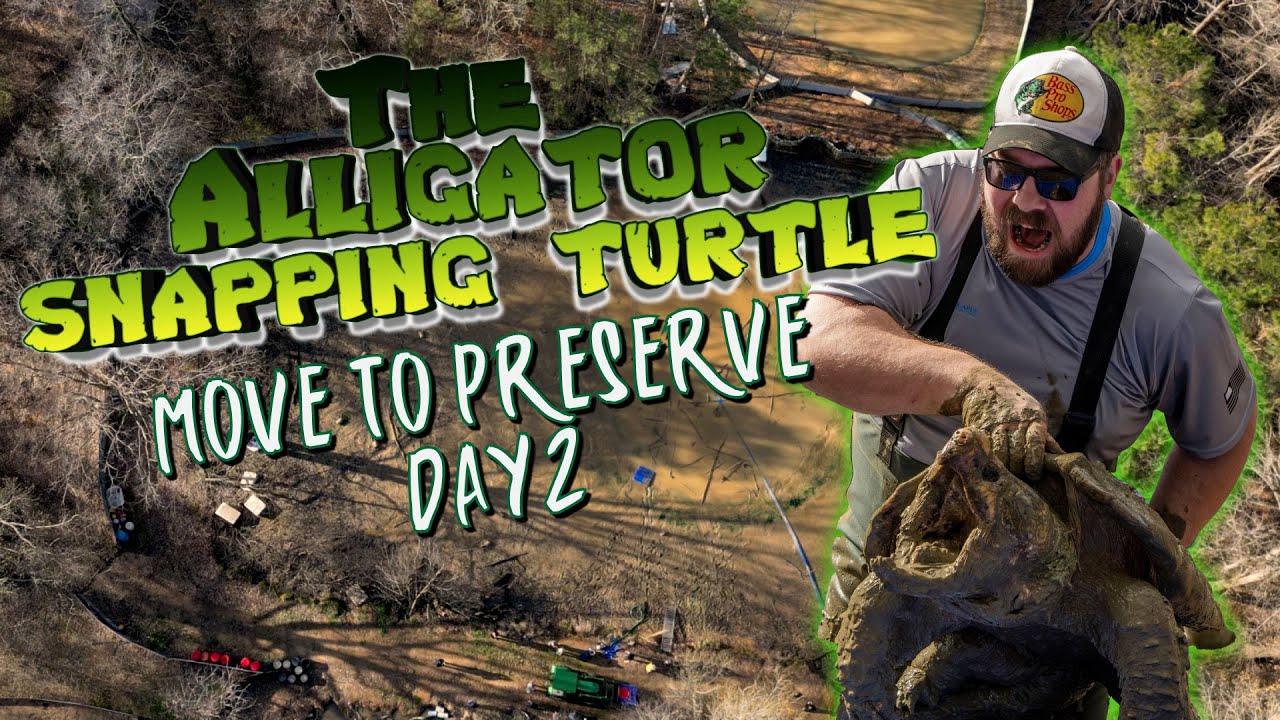 ALLIGATOR SNAPPING TURTLE | Preservation Project | Arkansas