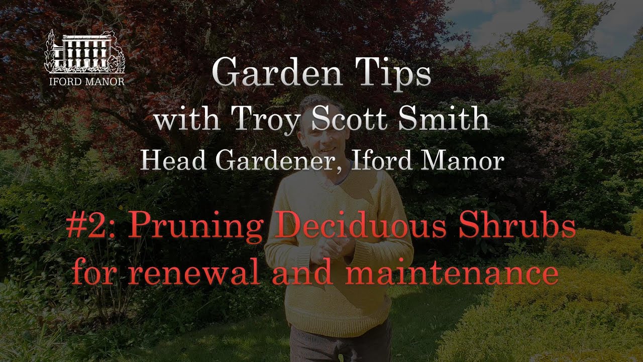 Gardening Tips with Troy #2 - Pruning Early-Flowering Deciduous Shrubs