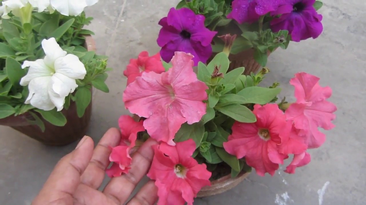 Keep Your Petunia Plants Healthy & Flowering | Urdu/Hindi